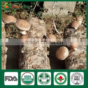 Health Benefits Shiitake Mushrooms,Fresh Shiitake Mushrooms,Fresh Shiitake thumbnail-4