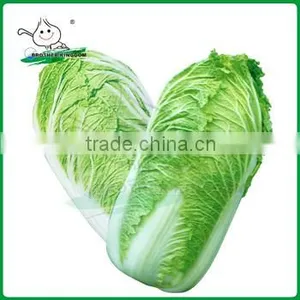 Fresh Chinese Cabbage/Cabbage From China/New Crop Cabbage thumbnail-1