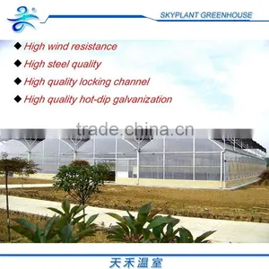 Large 10m Span Multi-Span Plastic Vegetable Greenhouse thumbnail-1