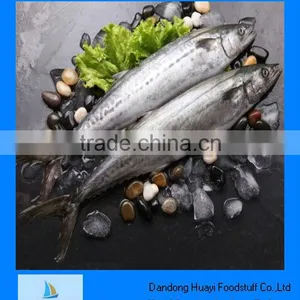 Scientific Name of Mackerel Fish thumbnail-1