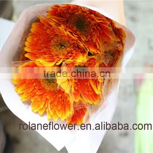 Different Color Of High Quality Fresh Gerberas Golden Color For Global Distribution thumbnail-3