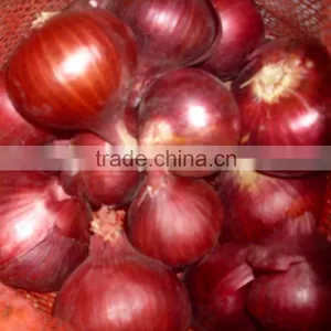 Onion thumbnail-1
