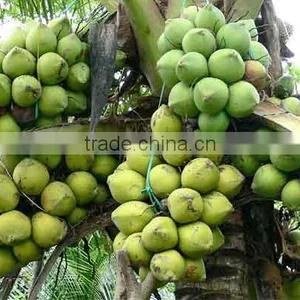 Minh Khang Import Export Company Limited company overview - view 3 thumbnail