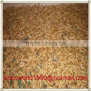 What do Mealworms Like to Eat/how to Make Mealworms/what Kind of Birds Eat Mealworms thumbnail-1