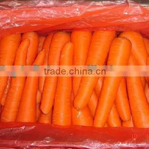 Red Carrot, Fresh Carrot, New Crop 2013 thumbnail-1