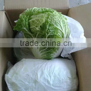 Wholesale Chinese Long Cabbage thumbnail-1