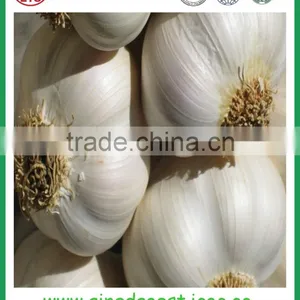 Chinese Jinxiang Grade A Fresh Normal White Garlic on Sale thumbnail-4