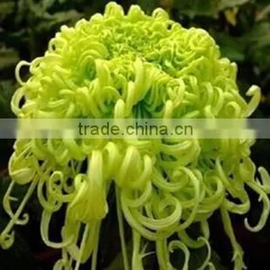 All Kinds Of Chrysanthemum Seeds Flos Mum Seeds For Planting Native to China thumbnail-1
