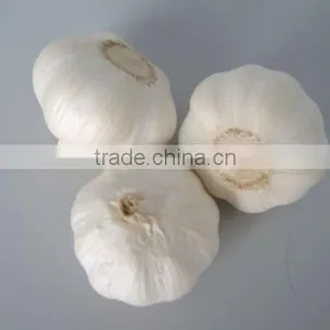 Fresh White Garlic thumbnail-1