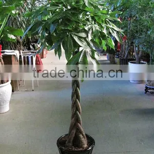 Pachira Macrocarpa of Indoor Outdoor Ornamental Bonsai Plants thumbnail-4