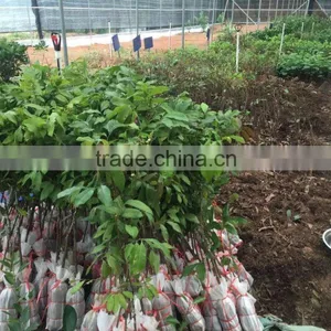 Dimocarpus Longan Lour Seedling thumbnail-1