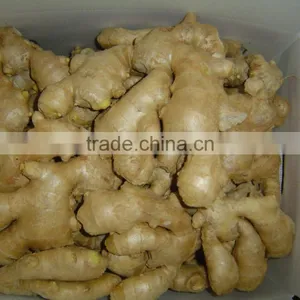 Fresh Air Dried Ginger of Shandong thumbnail-4