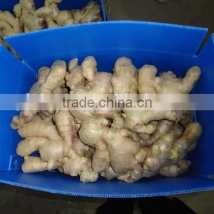 Fresh Ginger thumbnail-3