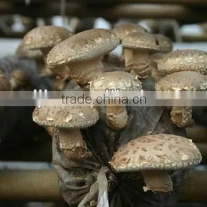 Dired Mushroom thumbnail-1