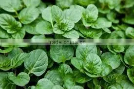 MENTHA PIPERITA ESSENTIAL OIL thumbnail-5