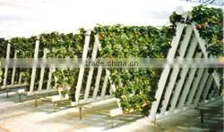 Commercial Polycarbonate Greenhouses Structure With Hydroponic System thumbnail-1