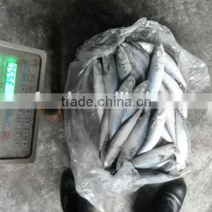 Seafood of Frozen Pacific Saury Whole Round thumbnail-1