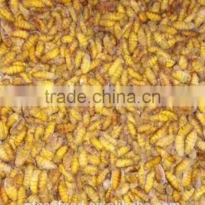 Pollock Fish is a Fish Frozen Silkworm Chrysalis thumbnail-2