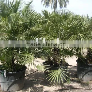 Chamaerops Humilis thumbnail-1
