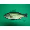 United States Fresh & Frozen Largemouth Bass thumbnail-1