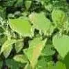 Resveratrol thumbnail-1