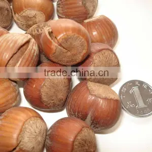 Hazelnuts, Blanched Hazelnuts, Hazelnuts Inshell & Kernels, Organic Hazel Nuts thumbnail-1