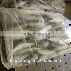 New Coming W/R Frozen Sardine With Size 8 - 9 Pcs / kg thumbnail-3