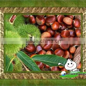 China Fresh Chestnut thumbnail-1
