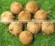 Semi Husked Cocount thumbnail-2