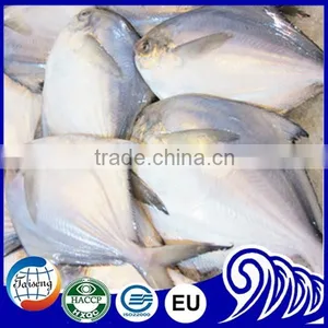 GRADE A Whole Round Frozen Golden/Black/silver Pomfret Fish Pomfret Fish thumbnail-5