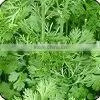 Coriander Leaves thumbnail-1