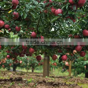 Red Delicious Apple Huaniu Apple Brand YiTian Fresh Red Delicious Apple thumbnail-6