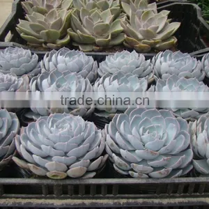 Succulent Plants thumbnail-1