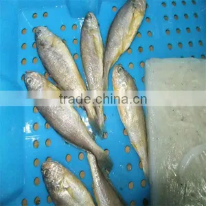 Fresh Seafood and Frozen Fish Pacific thumbnail-1