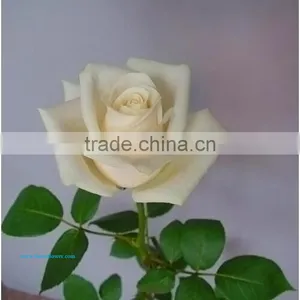 Rose Flower Seeds Roses Flowers Fresh Roses thumbnail-3