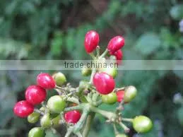 CISSAMPELOS PAREIRA thumbnail-1