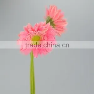 Newest Honey Pink Gerbera thumbnail-2