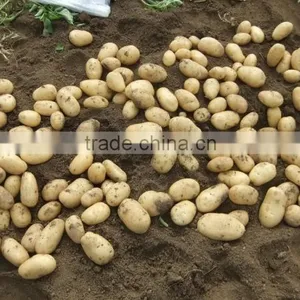 2015 Potato With Good Price thumbnail-1