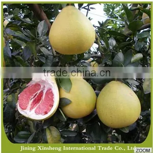 Fresh Organic Grapefruit thumbnail-1