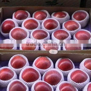 Qinguan Apple thumbnail-1