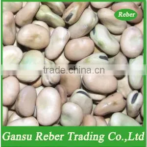 Broad/Fava Beans Qinghai or Gansu Origin thumbnail-1