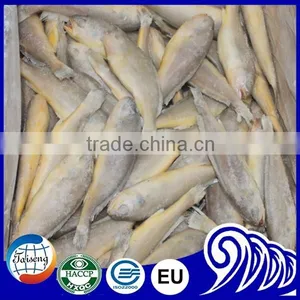 FROZEN YELLOW CROAKER FISH Whole Ruond on Sale thumbnail-4