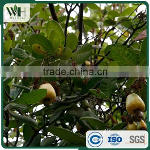 Black Spots Free Southeast Asia WW320 Cashew Nut thumbnail-5