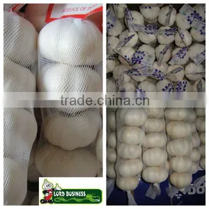 2013 Crop Garlic thumbnail-1