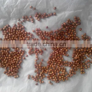 Gaodan Grass Seeds Sorghum Sudan Grass Seeds Sorghum Hybrid Sudan Grass Seeds For Growing thumbnail-5