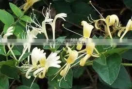 2014 Sells Top Quality & 100% Natural Dried Honeysuckle Flower-natural Honeysuckle Extraction thumbnail-1