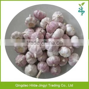 Fresh Garlic Fresh Red Garlic thumbnail-1