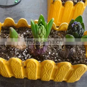 Succulent Plants thumbnail-5