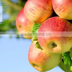 Fresh Apple thumbnail-1