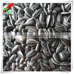 Oil Sun Flower Seed thumbnail-1